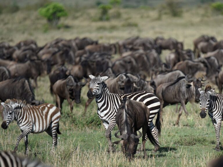 When Is The Best Time To Visit Africa?