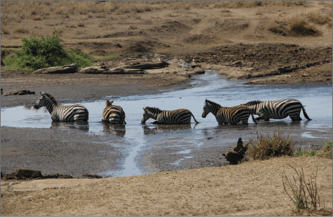 After Volunteering We Rewarded Ourselves with an Unforgettablen Tanzania Safari