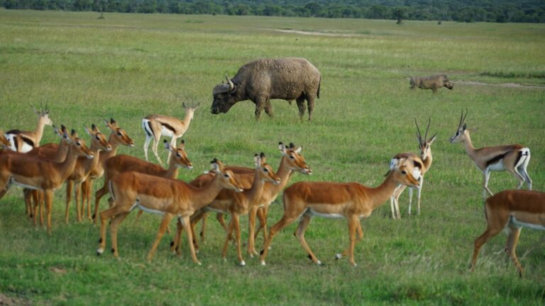 שמורת מכתש נגורוגורו – Ngorongoro Conservation Area