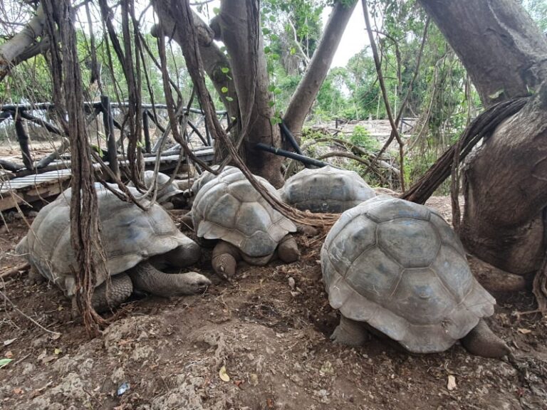 Trip to Turtle Island and the Prison in Zanzibar